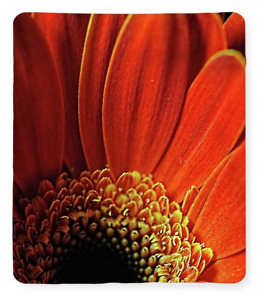 Orange Daisy Close Up - Blanket