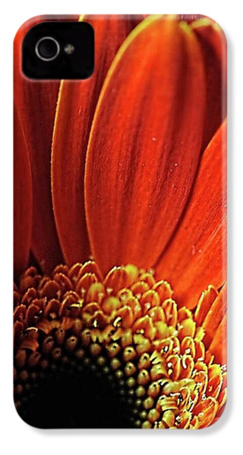Orange Daisy Close Up - Phone Case