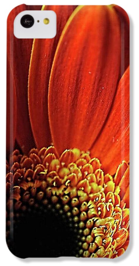 Orange Daisy Close Up - Phone Case