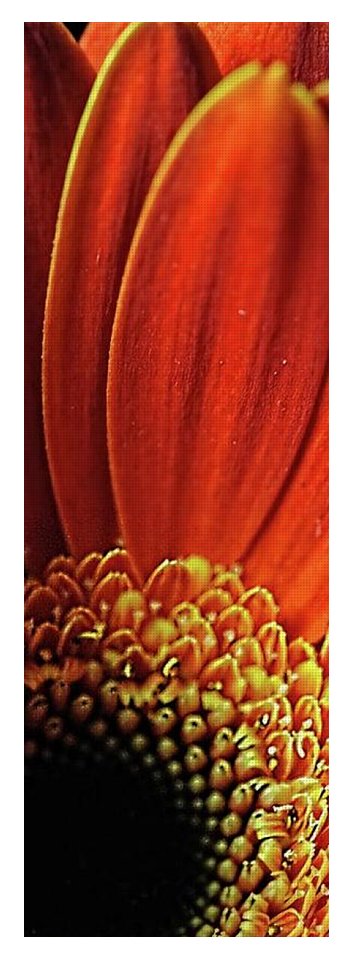 Orange Daisy Close Up - Yoga Mat