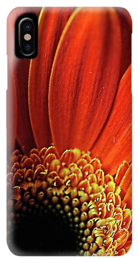 Orange Daisy Close Up - Phone Case