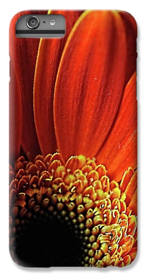 Orange Daisy Close Up - Phone Case