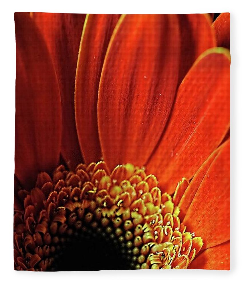 Orange Daisy Close Up - Blanket