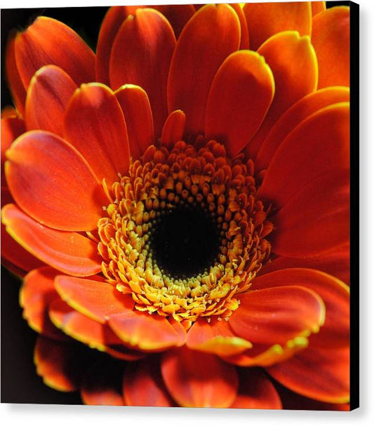Orange Daisy On Black - Canvas Print