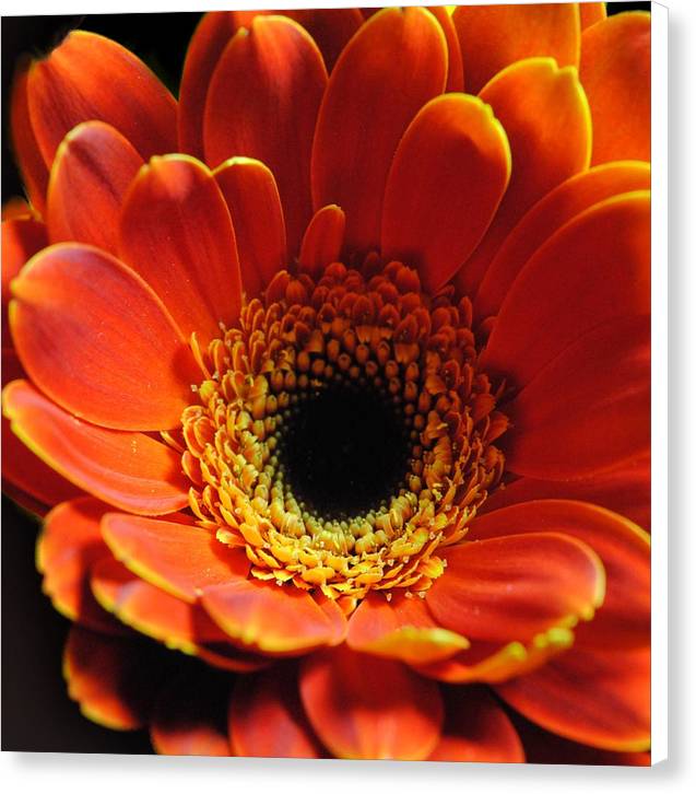 Orange Daisy On Black - Canvas Print