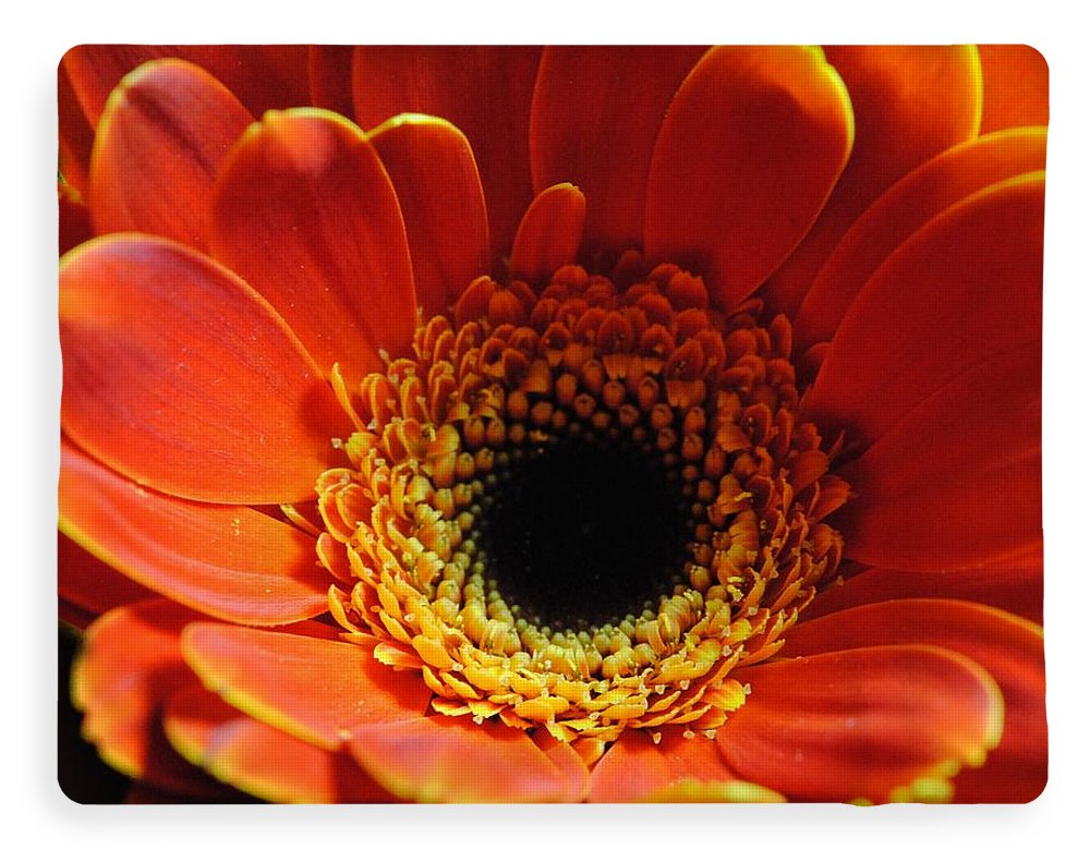 Orange Daisy On Black - Blanket