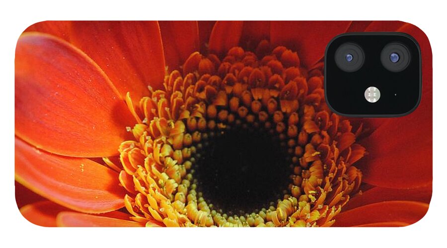 Orange Daisy On Black - Phone Case