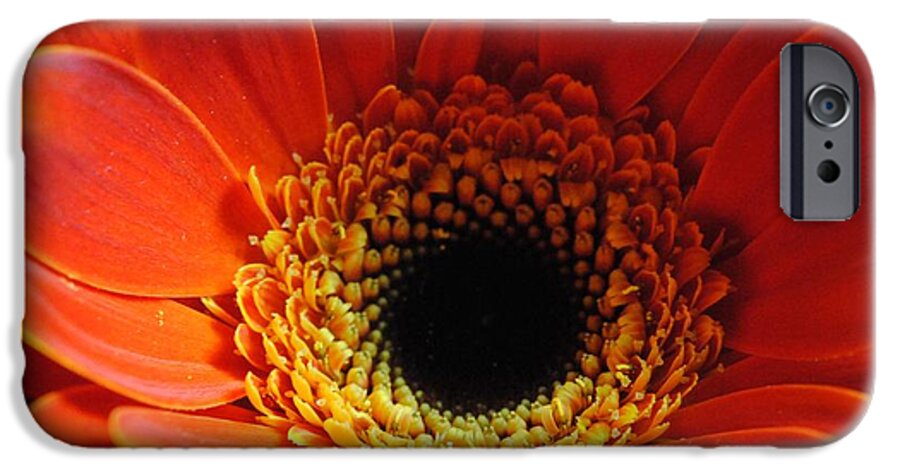 Orange Daisy On Black - Phone Case