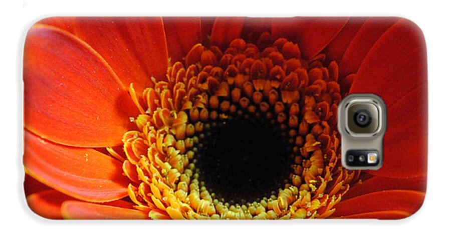 Orange Daisy On Black - Phone Case
