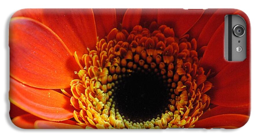 Orange Daisy On Black - Phone Case