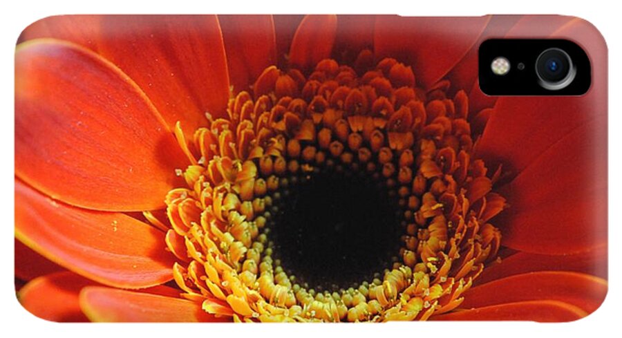 Orange Daisy On Black - Phone Case