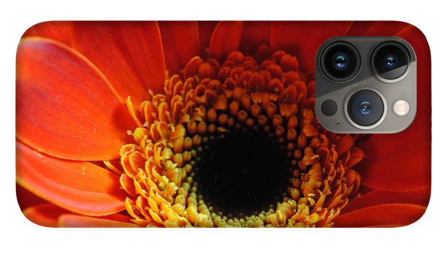 Orange Daisy On Black - Phone Case