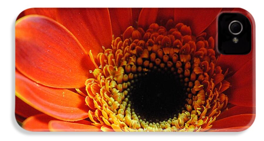 Orange Daisy On Black - Phone Case