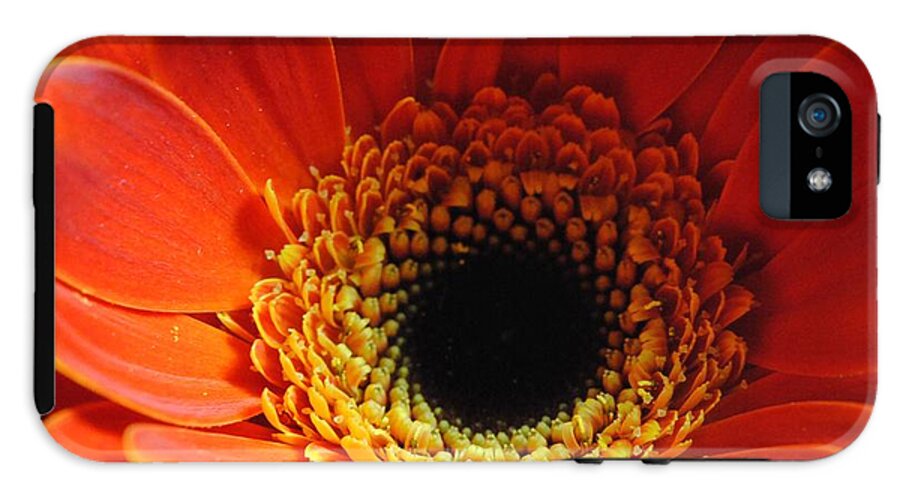 Orange Daisy On Black - Phone Case
