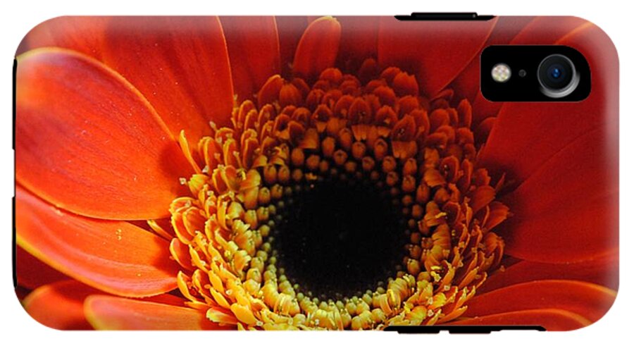 Orange Daisy On Black - Phone Case