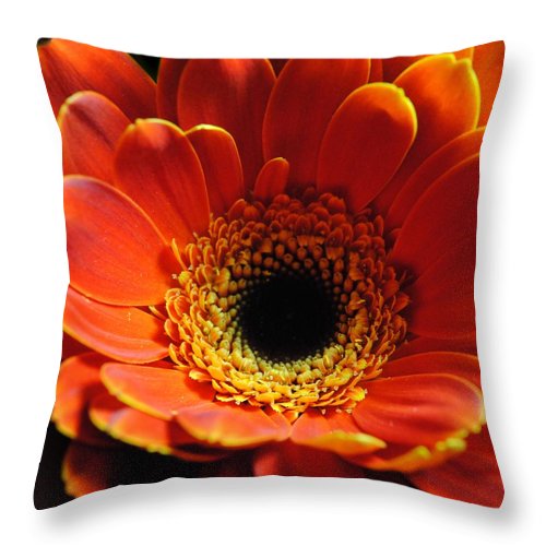 Orange Daisy On Black - Throw Pillow