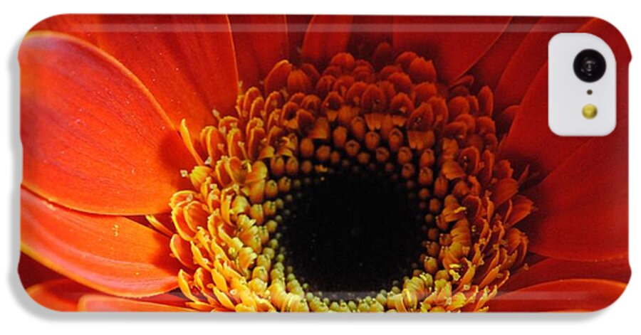 Orange Daisy On Black - Phone Case
