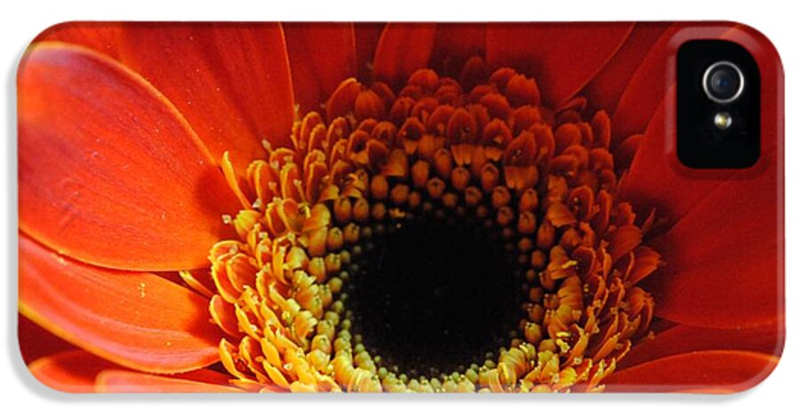 Orange Daisy On Black - Phone Case