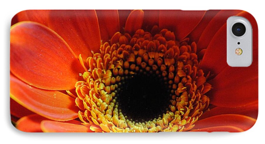 Orange Daisy On Black - Phone Case