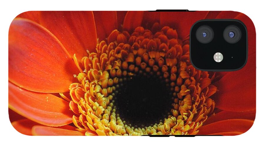 Orange Daisy On Black - Phone Case