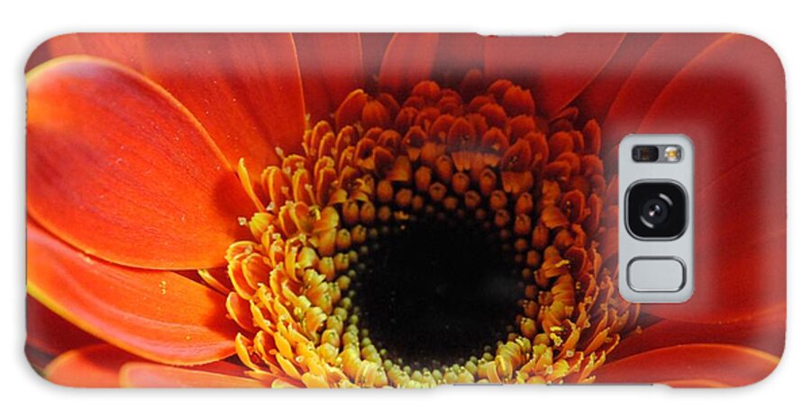Orange Daisy On Black - Phone Case