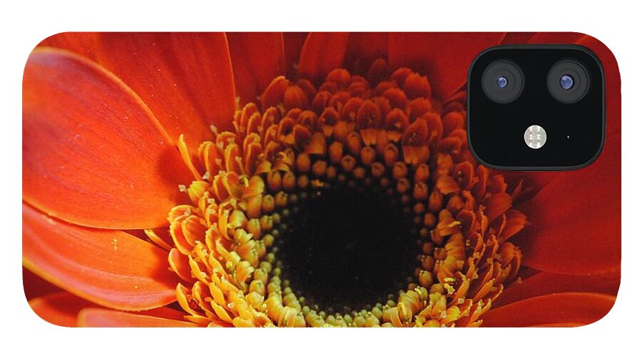 Orange Daisy On Black - Phone Case