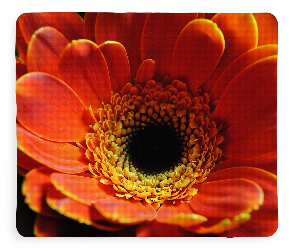 Orange Daisy On Black - Blanket