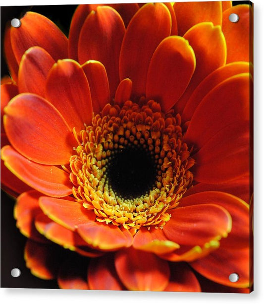 Orange Daisy On Black - Acrylic Print