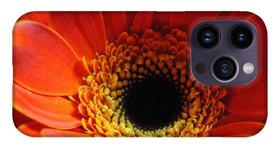 Orange Daisy On Black - Phone Case
