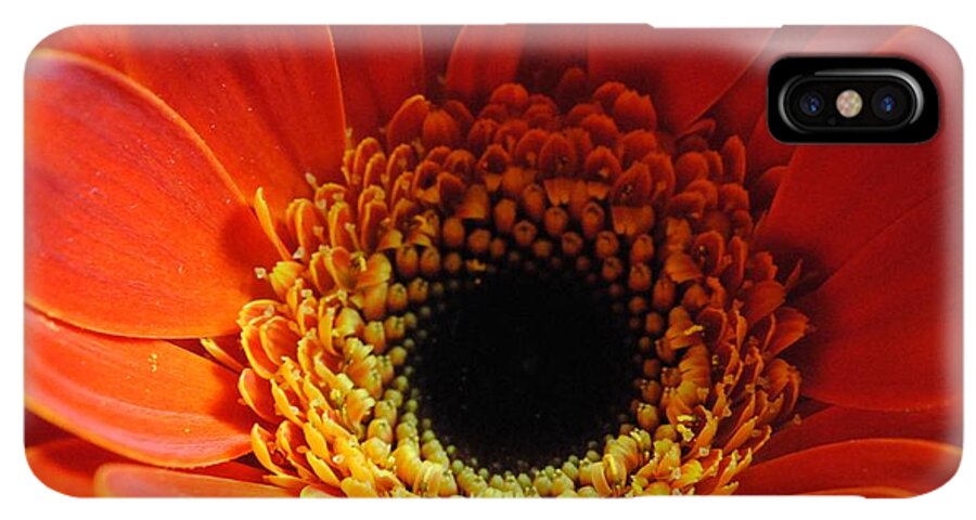 Orange Daisy On Black - Phone Case