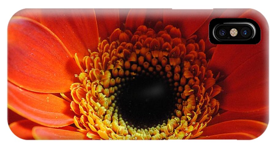 Orange Daisy On Black - Phone Case
