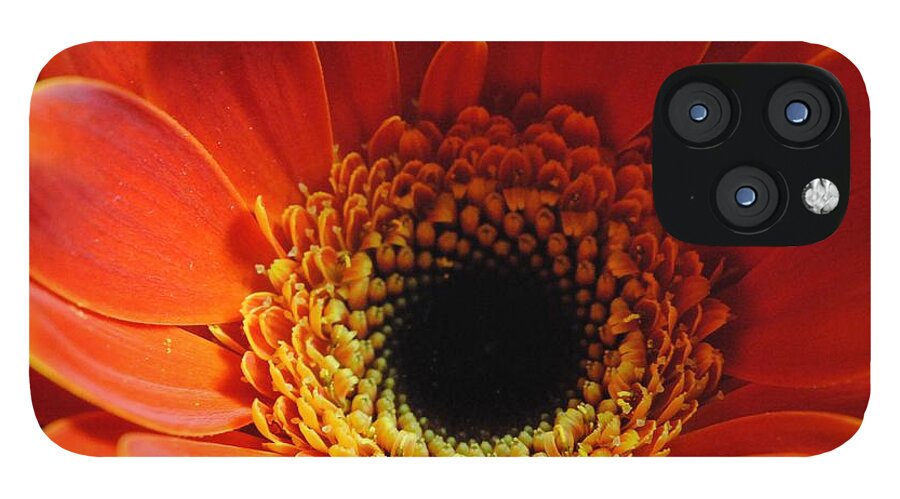 Orange Daisy On Black - Phone Case