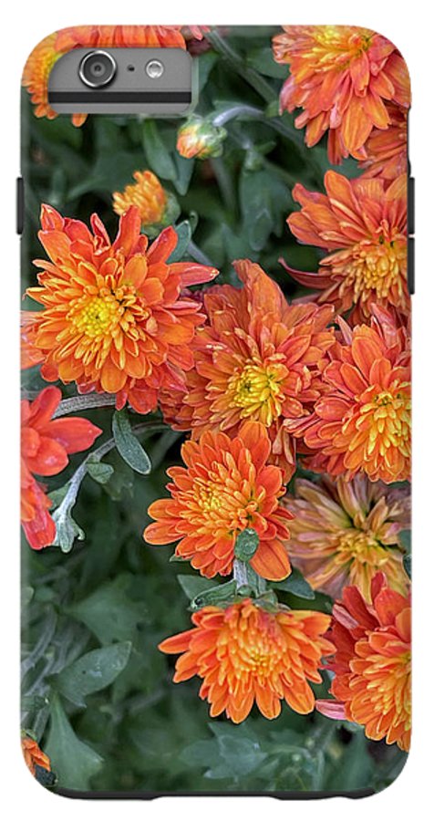 Orange Mums walk - Phone Case