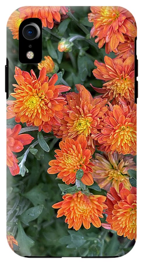 Orange Mums walk - Phone Case