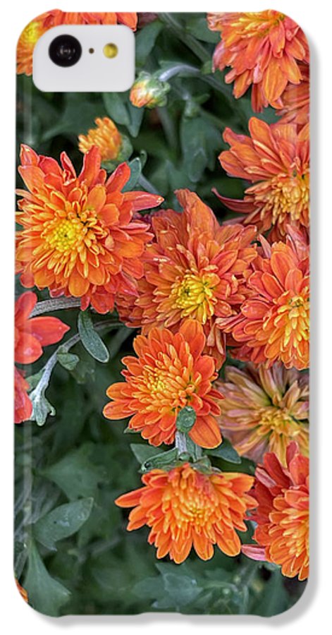 Orange Mums walk - Phone Case