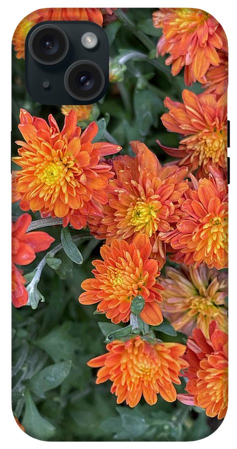 Orange Mums walk - Phone Case