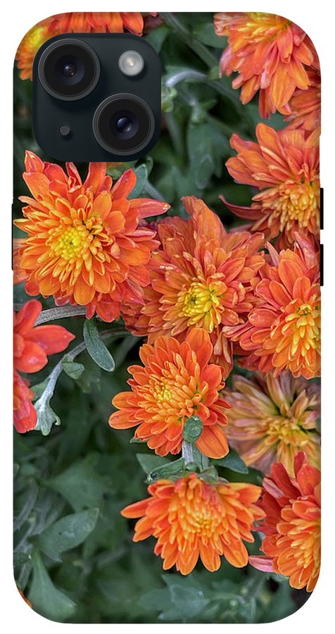 Orange Mums walk - Phone Case