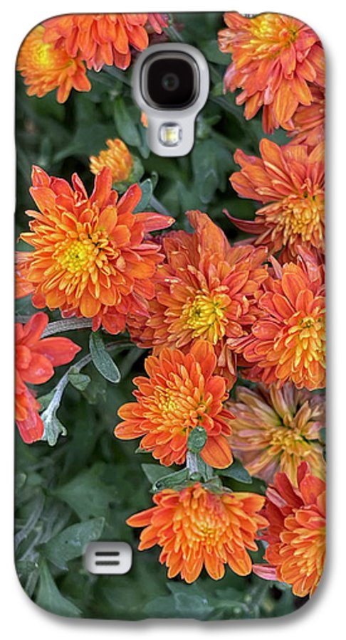 Orange Mums walk - Phone Case