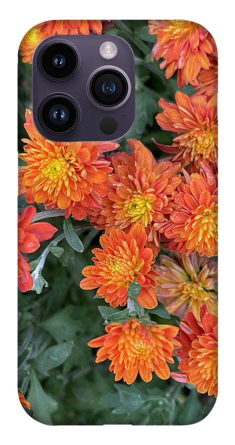 Orange Mums walk - Phone Case