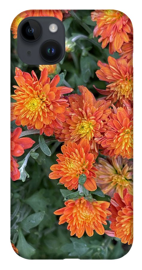 Orange Mums walk - Phone Case