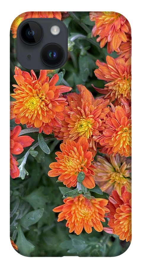 Orange Mums walk - Phone Case