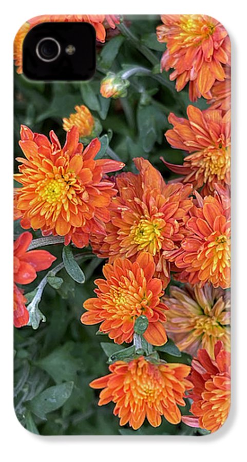 Orange Mums walk - Phone Case