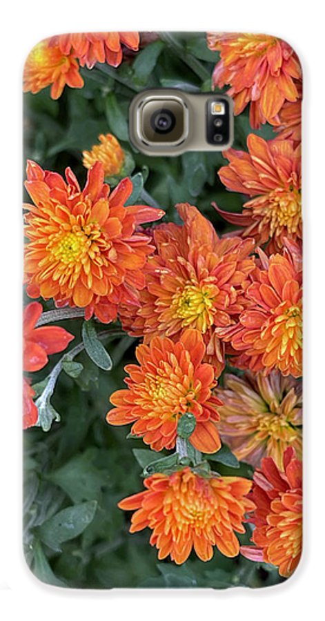 Orange Mums walk - Phone Case