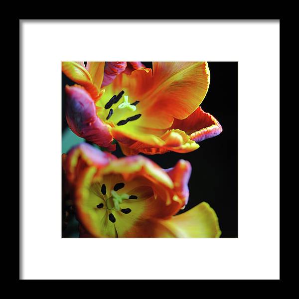 Orange Open Parrot Tulips - Framed Print