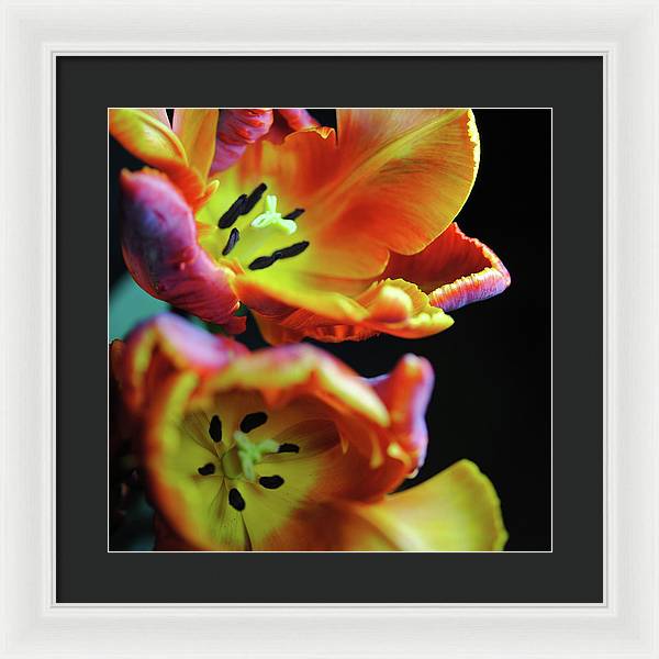 Orange Open Parrot Tulips - Framed Print