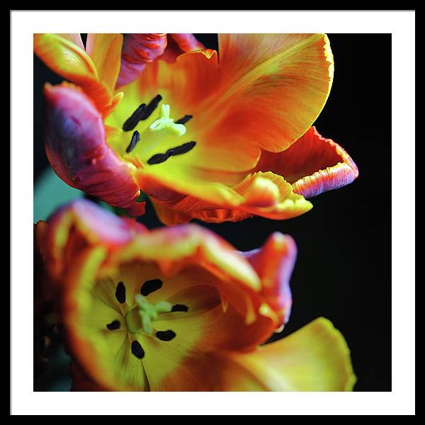 Orange Open Parrot Tulips - Framed Print
