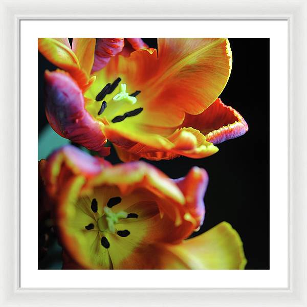 Orange Open Parrot Tulips - Framed Print