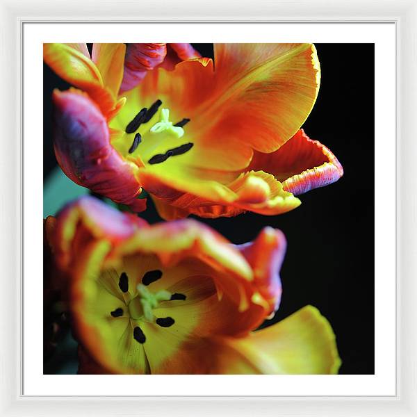 Orange Open Parrot Tulips - Framed Print