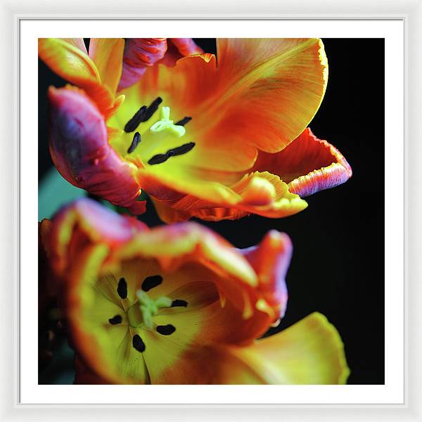 Orange Open Parrot Tulips - Framed Print