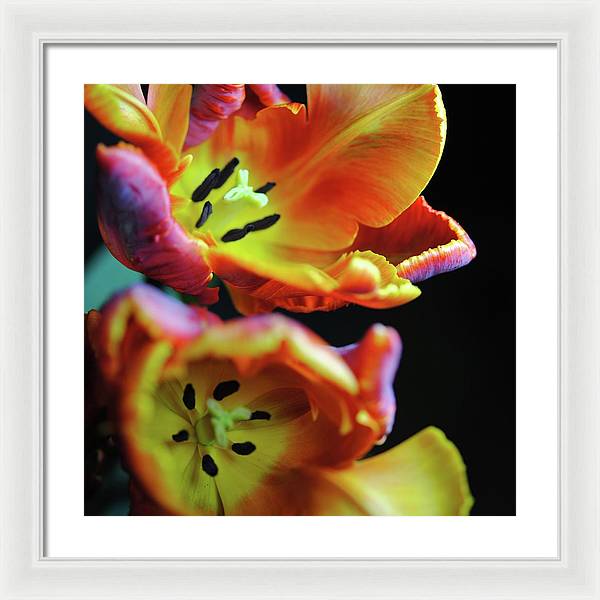 Orange Open Parrot Tulips - Framed Print